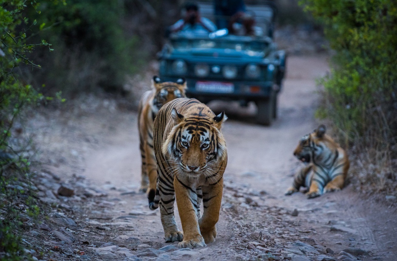 Experience the Best Tiger Safari in India: Book Tiger Safari Tour in India with Tiger Safari India Today